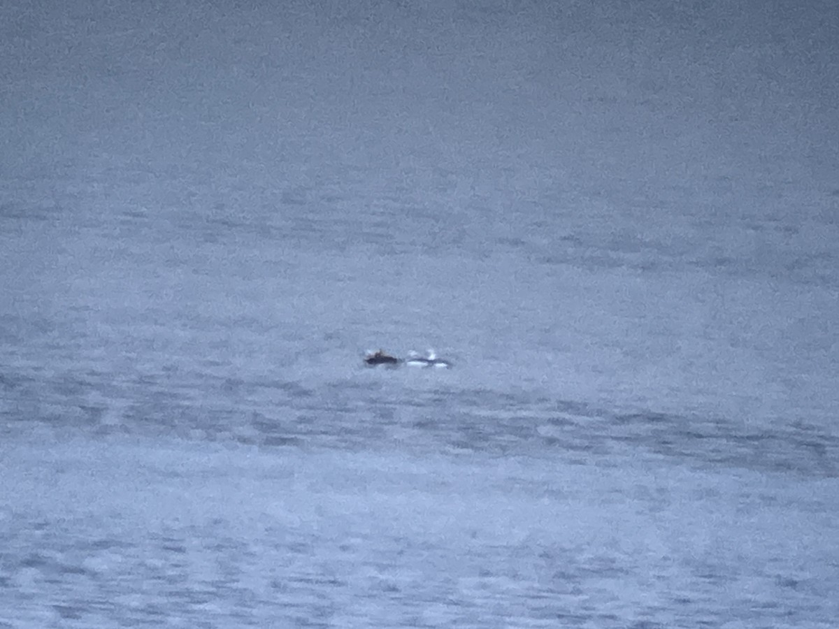 Long-tailed Duck - ML646249523