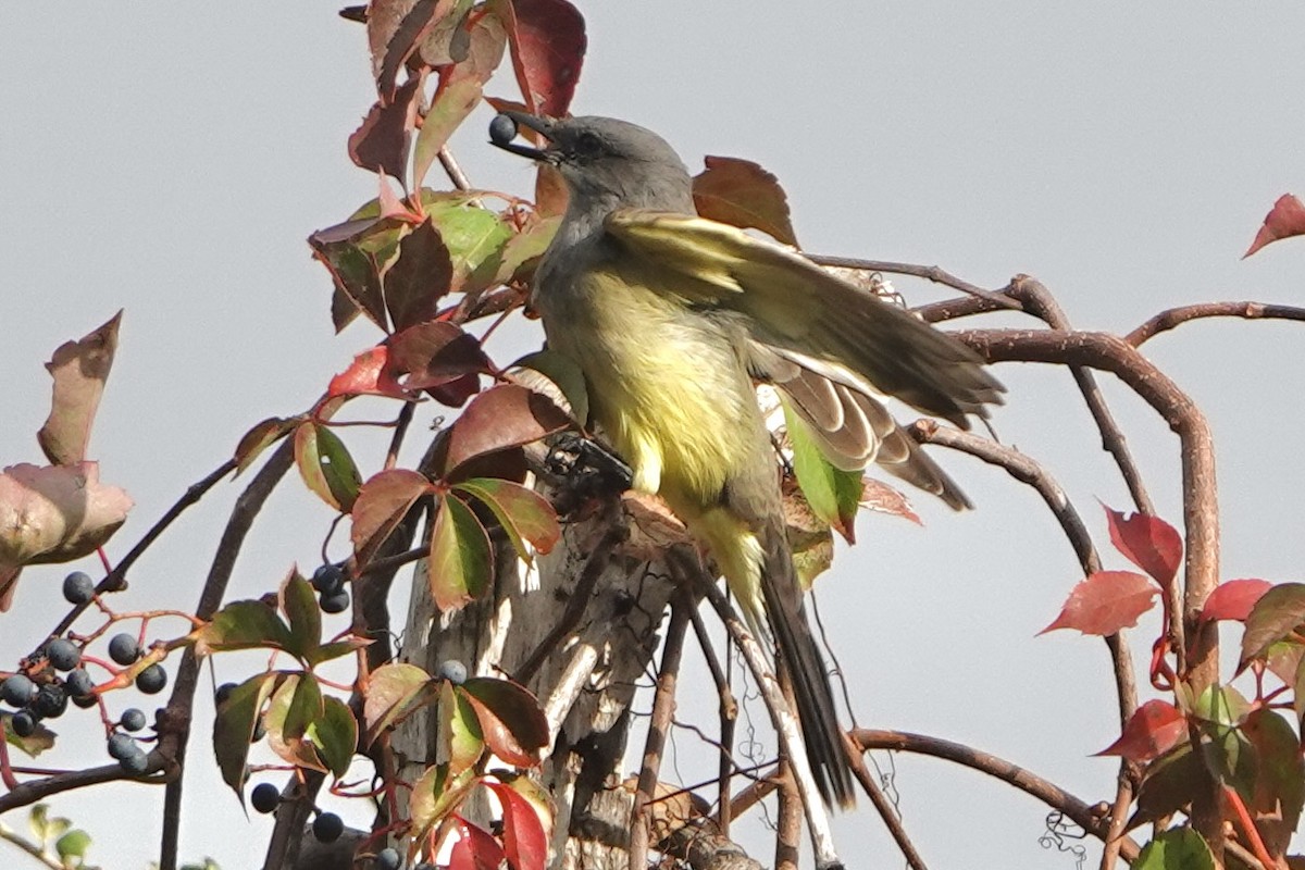 Cassin's Kingbird - ML646249542