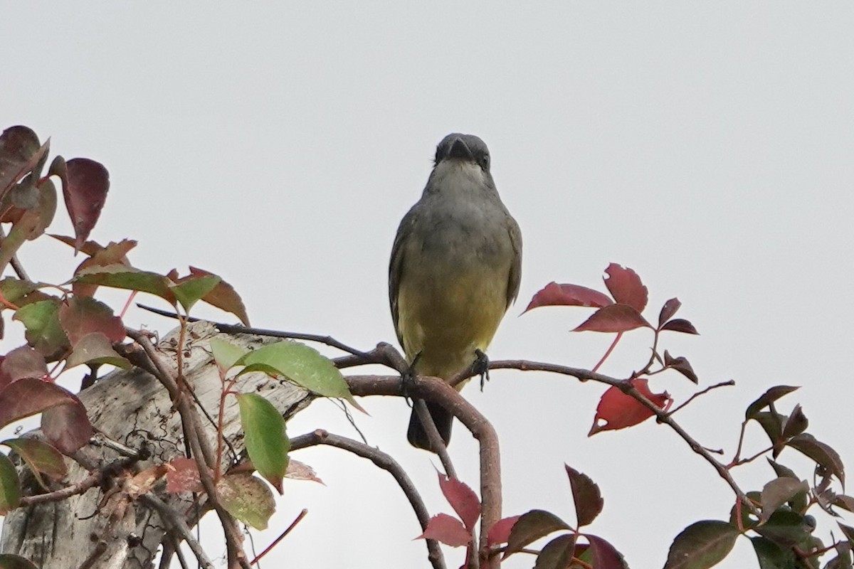 Cassin's Kingbird - ML646249543