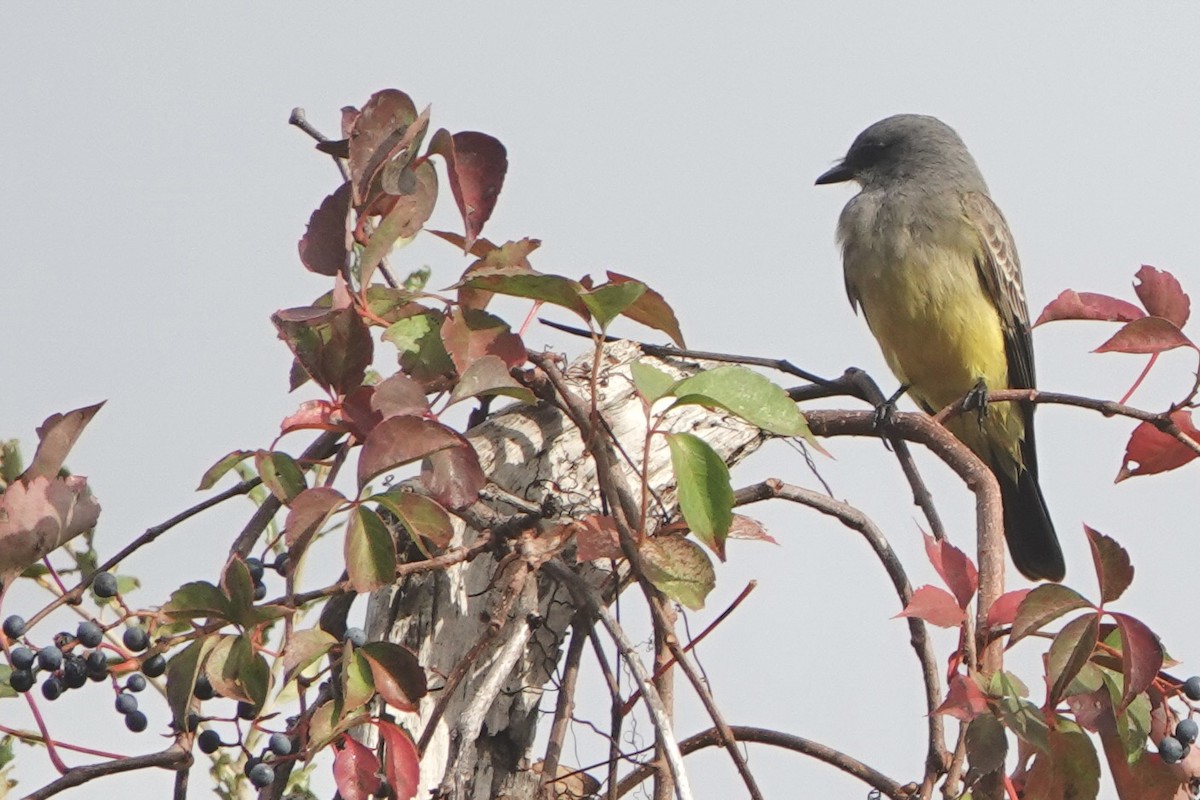 Cassin's Kingbird - ML646249544