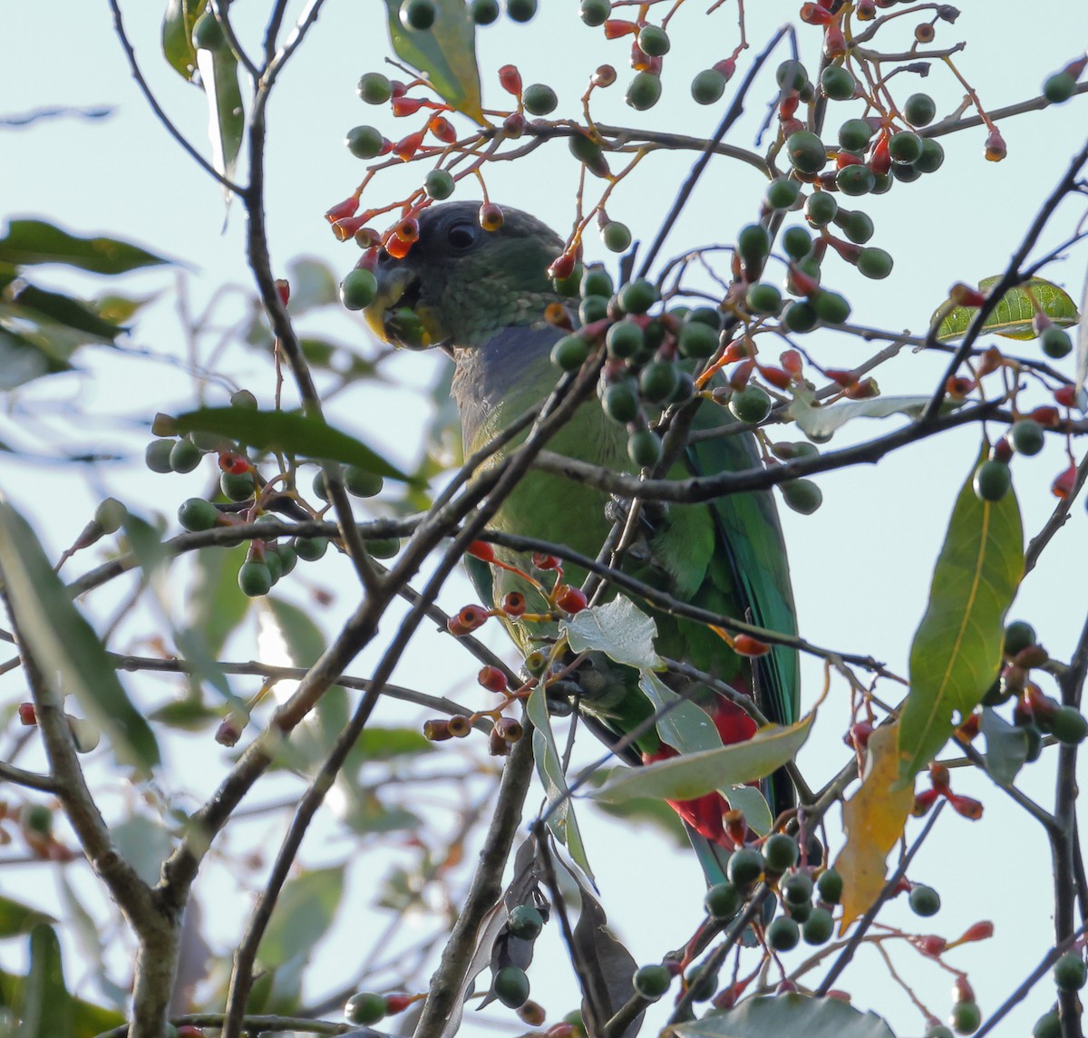 Папуга-червоногуз зеленощокий - ML646249545