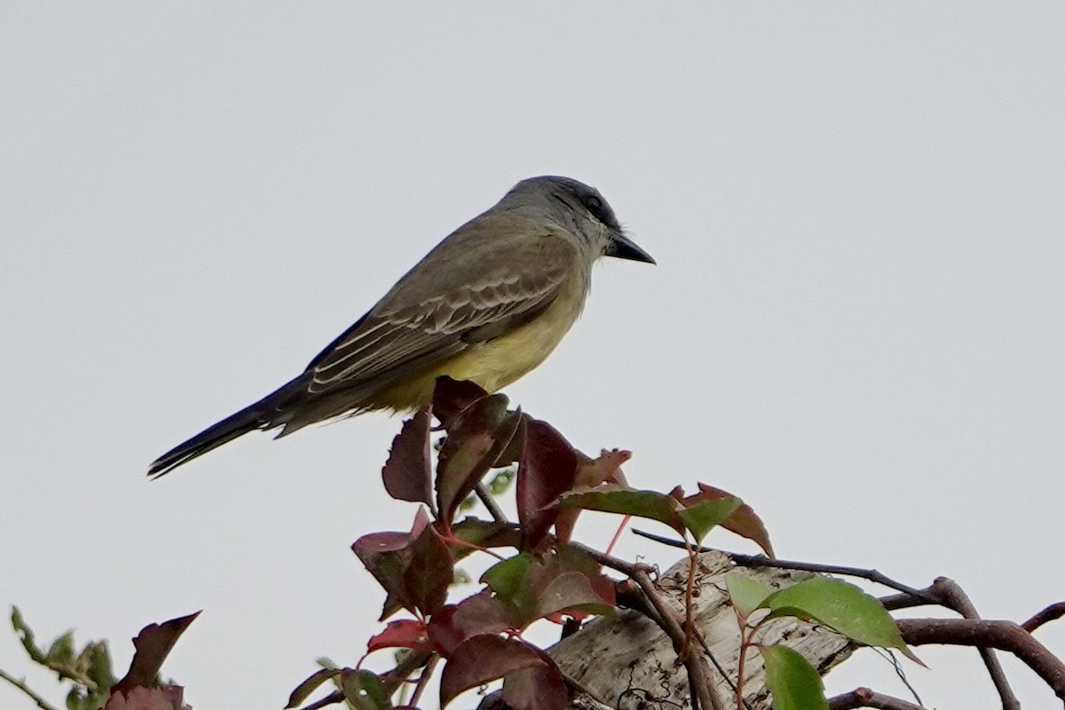 Cassin's Kingbird - ML646249547