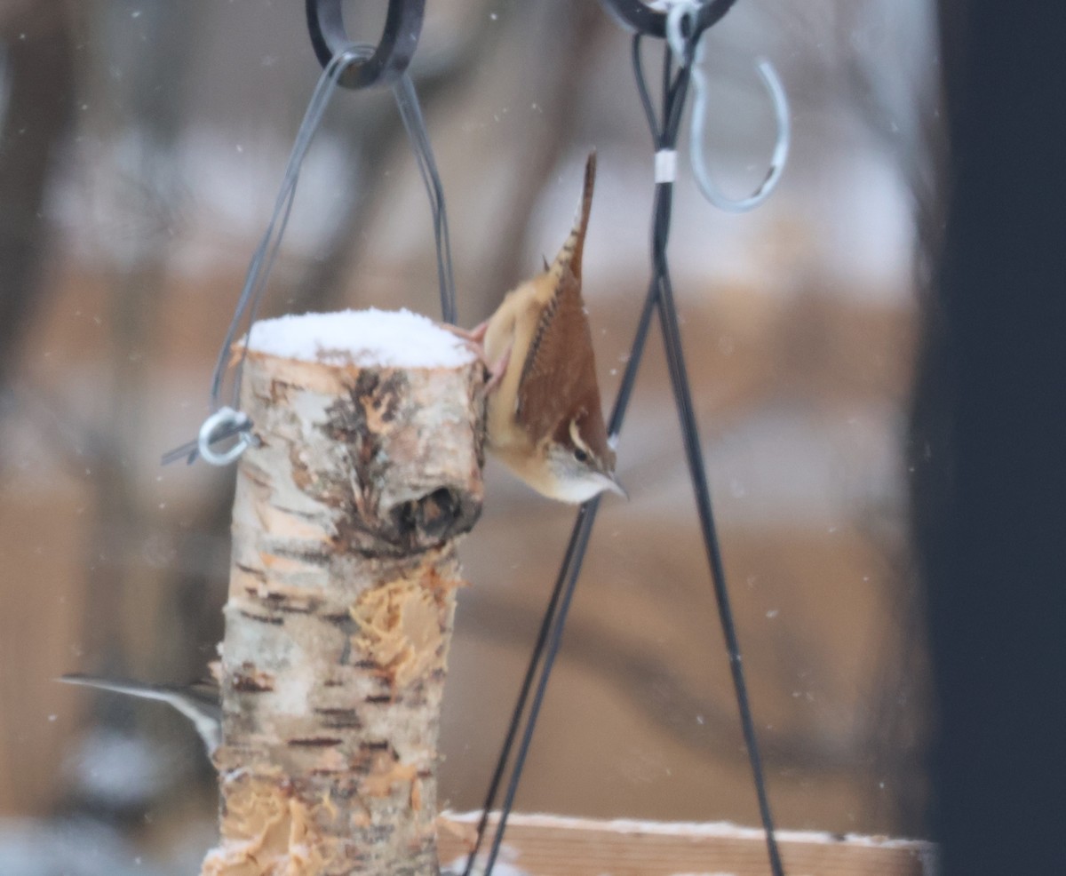 Carolina Wren - ML646249548