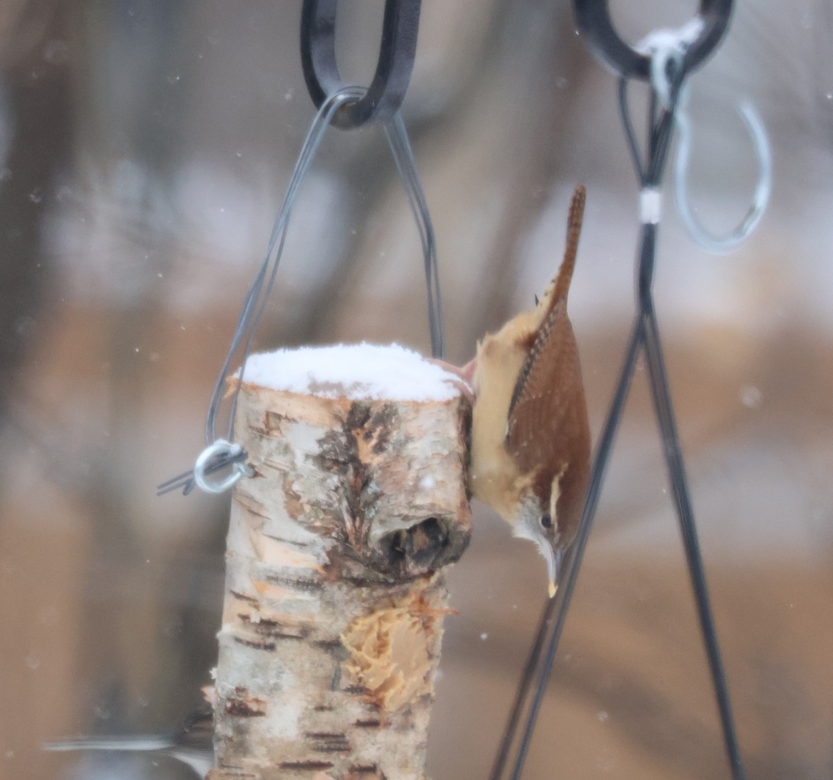 Carolina Wren - ML646249549
