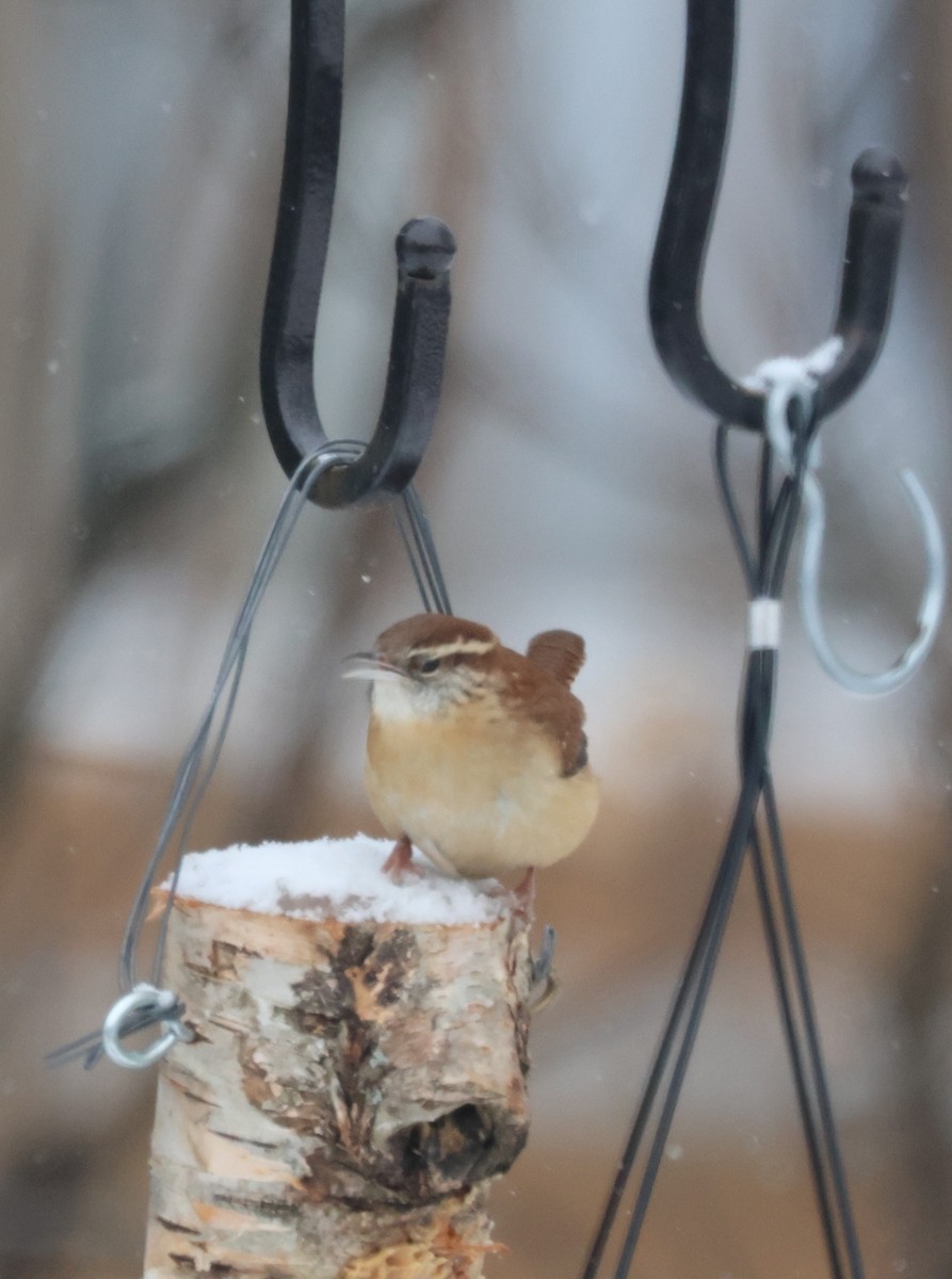 Carolina Wren - ML646249550