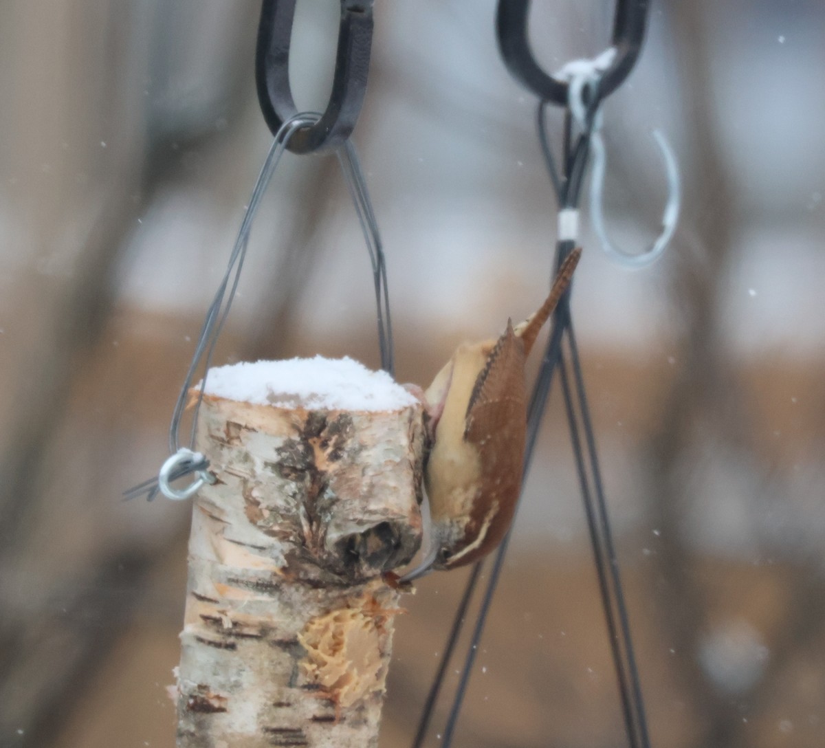 Carolina Wren - ML646249552