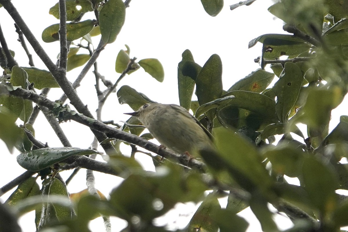Ruby-crowned Kinglet - ML646249556