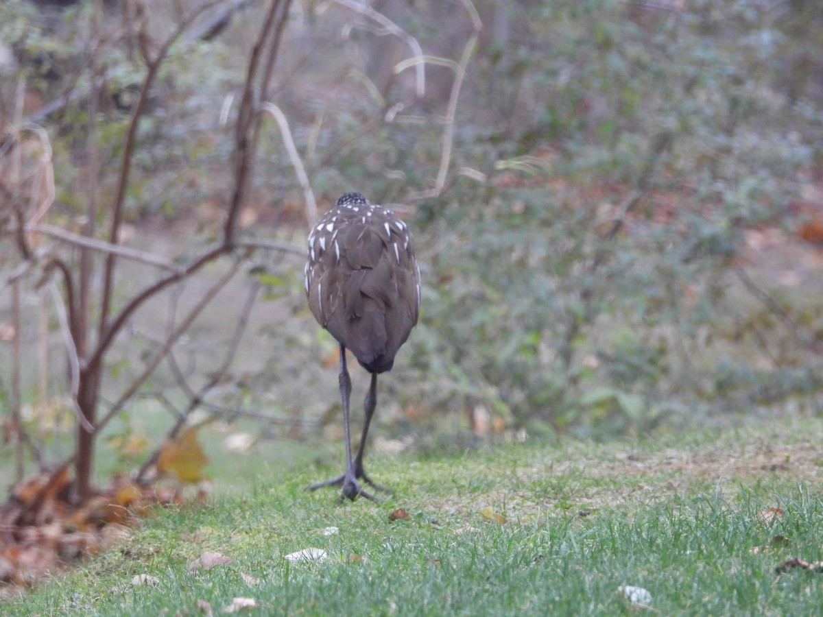 Limpkin (Speckled) - ML646249562