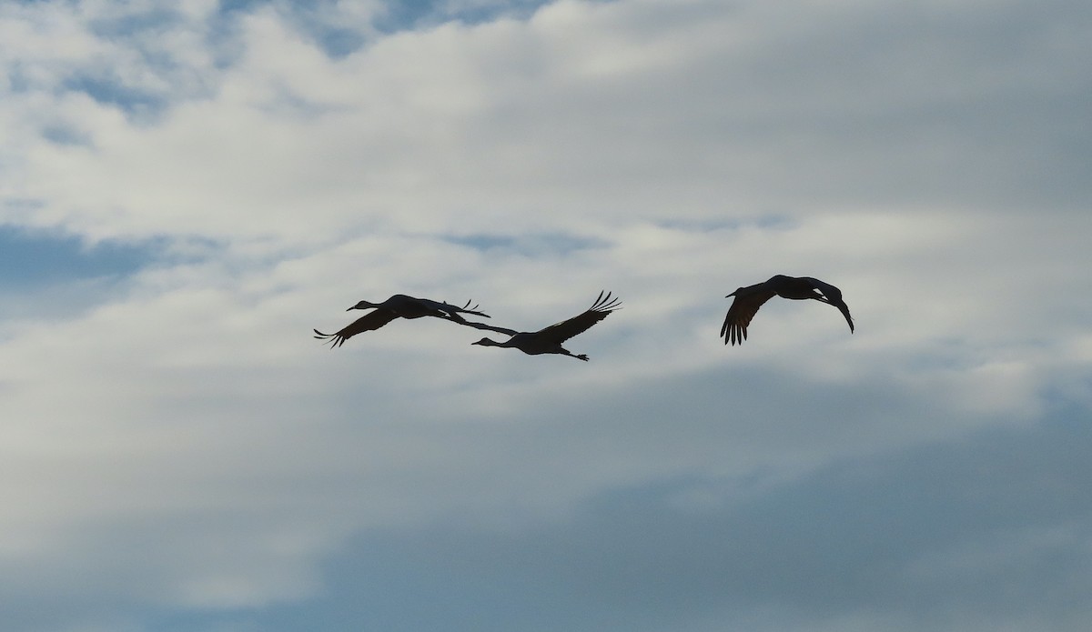 Sandhill Crane - ML646249565