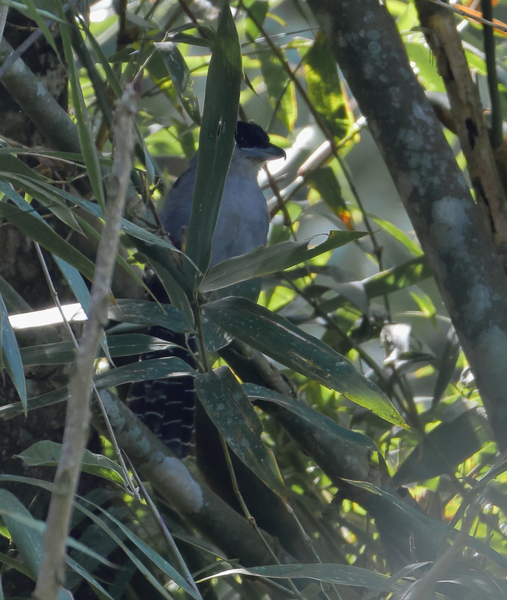 Giant Antshrike - ML646249567