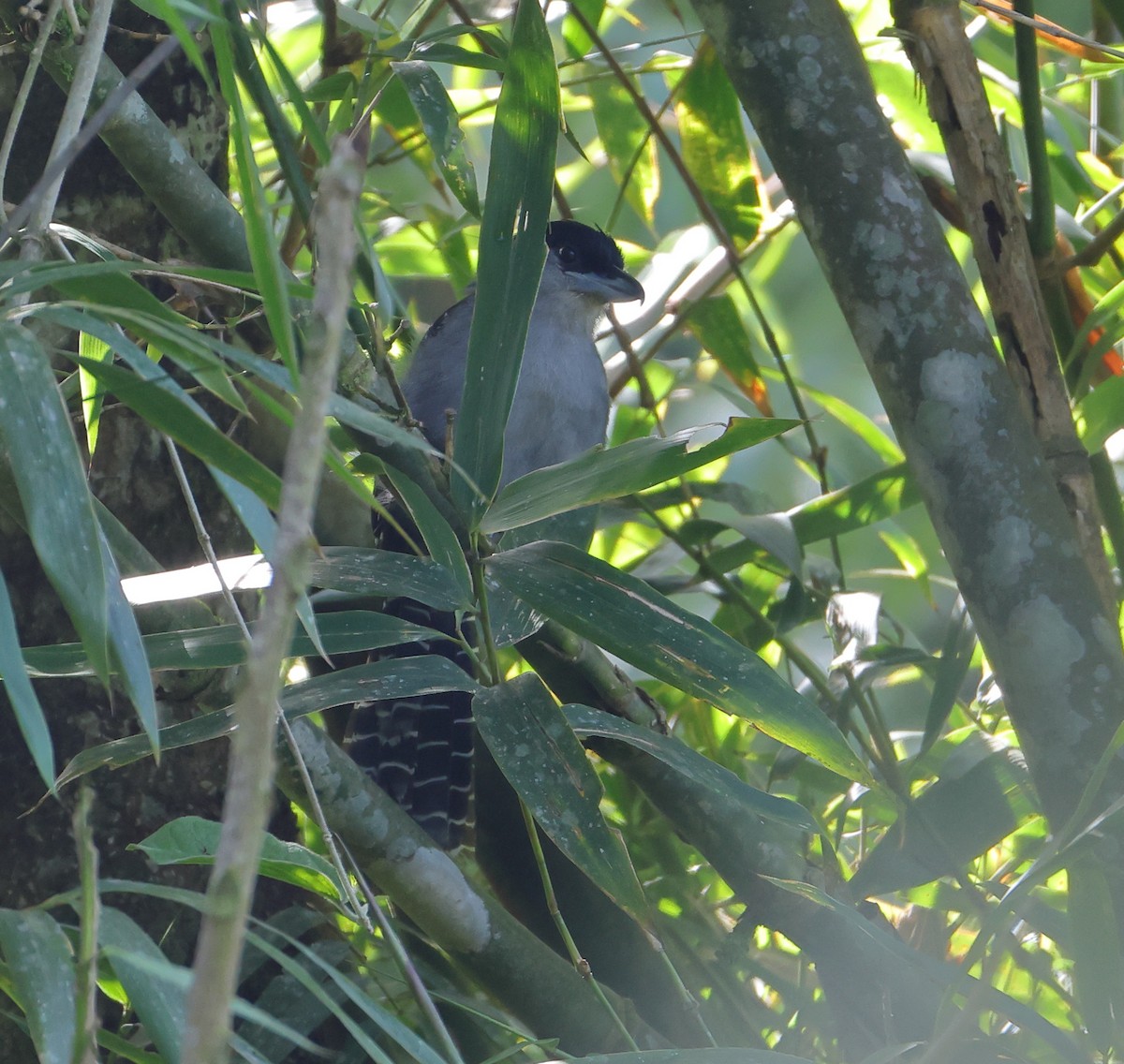 Giant Antshrike - ML646249568