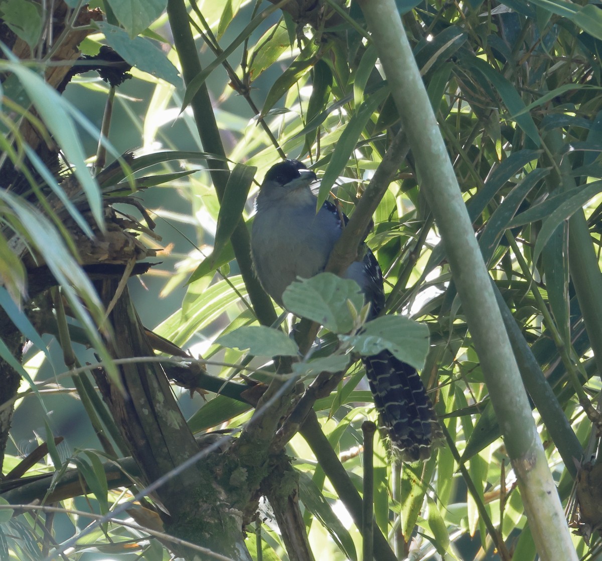 Giant Antshrike - ML646249569