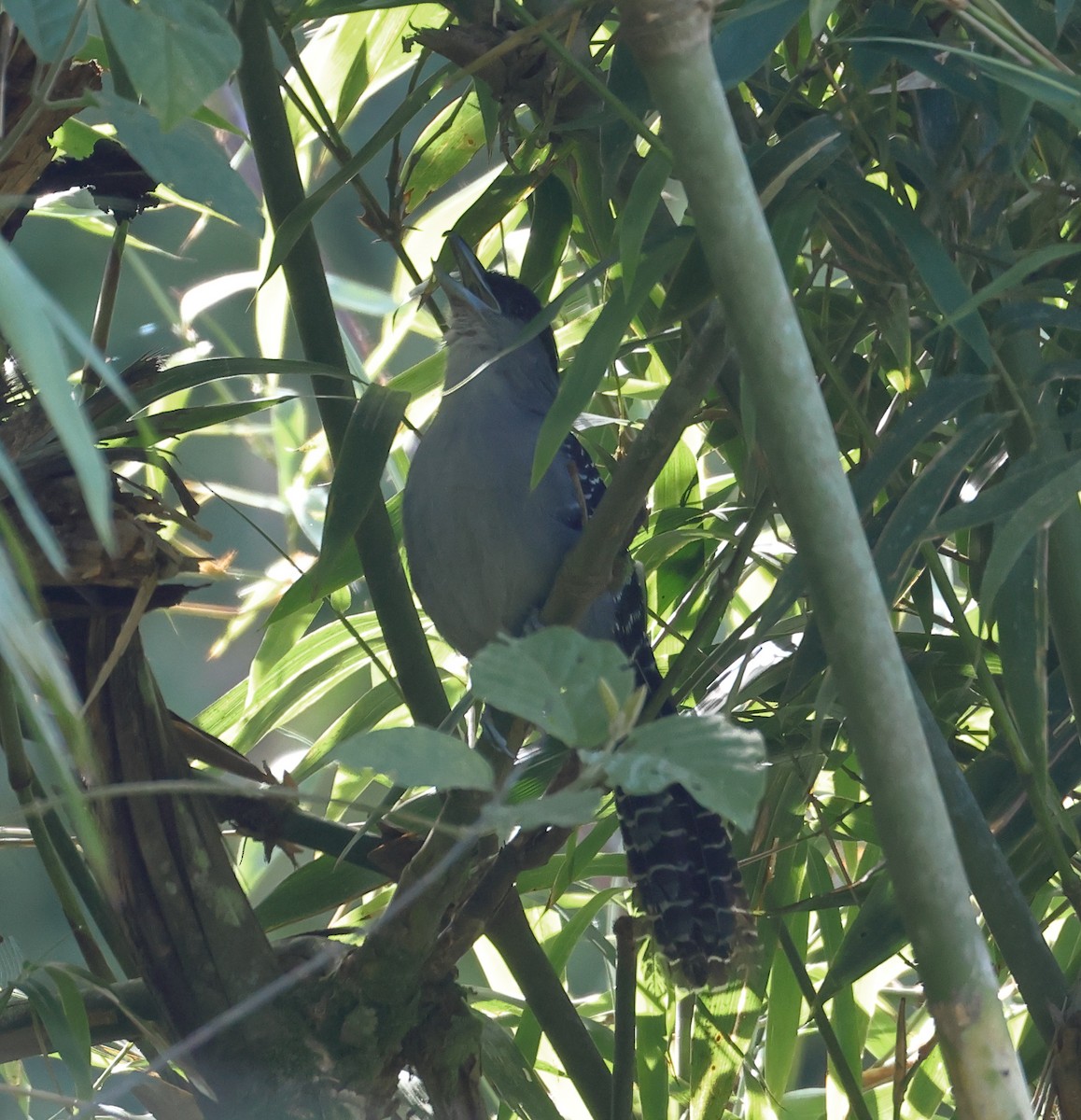 Giant Antshrike - ML646249570