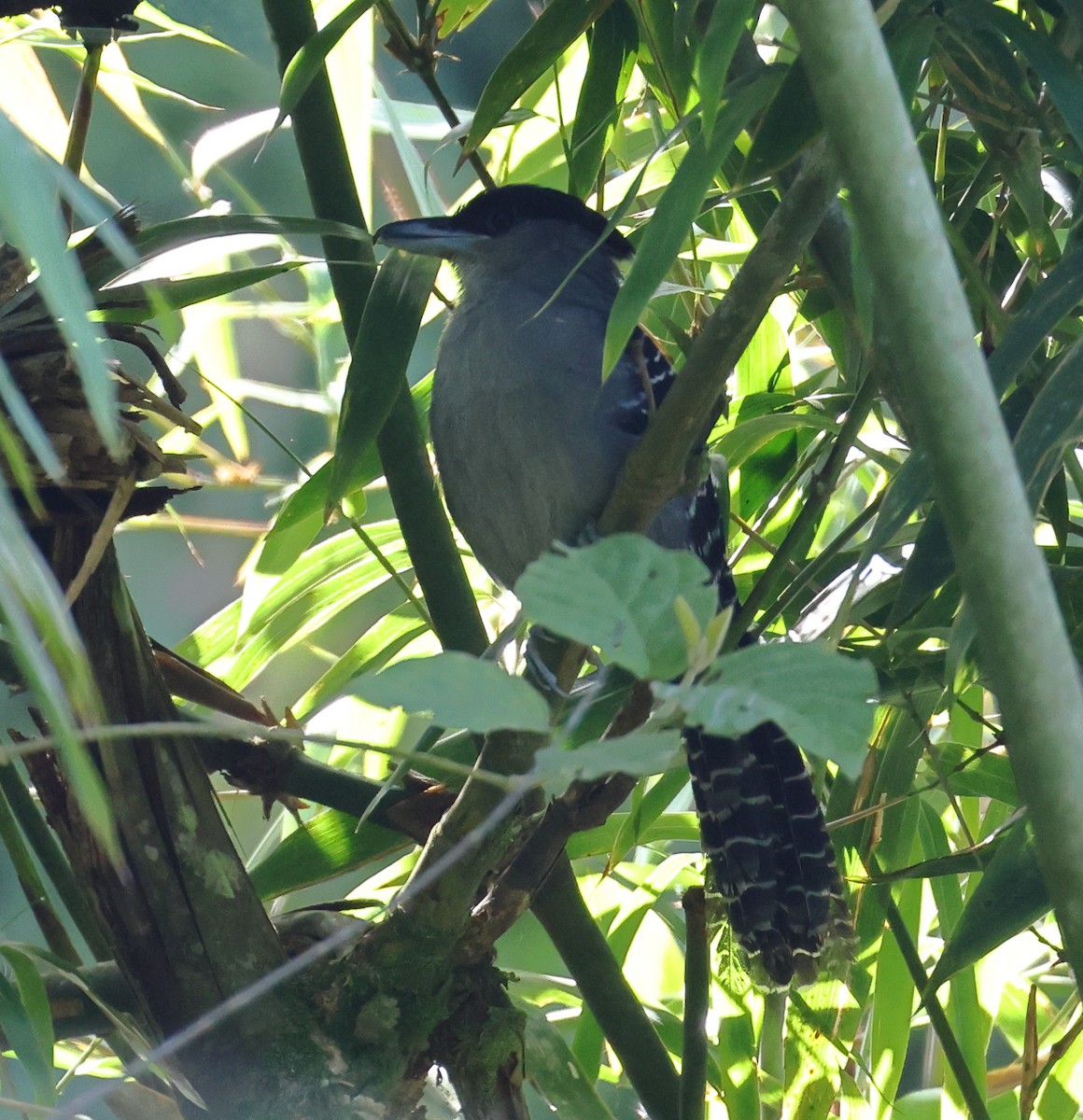 Giant Antshrike - ML646249571