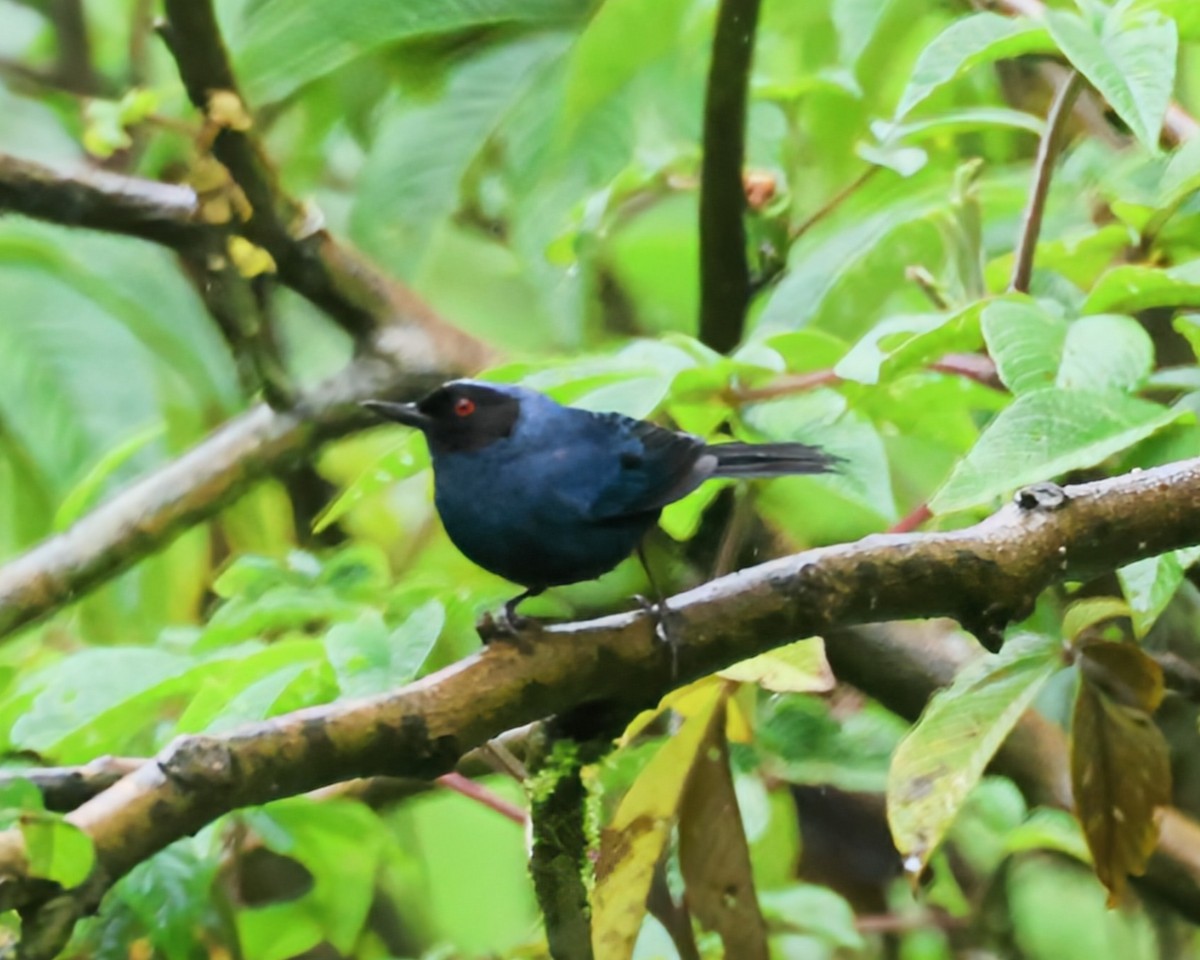 Masked Flowerpiercer - ML646249572