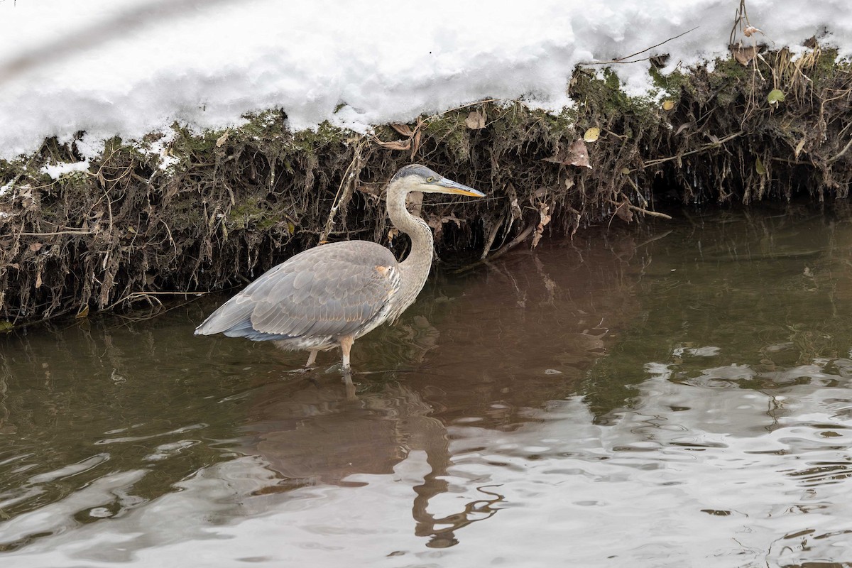 Great Blue Heron - ML646249578