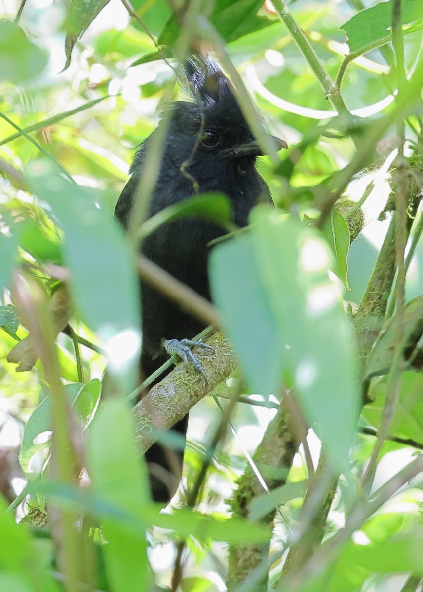 Tufted Antshrike - ML646249581
