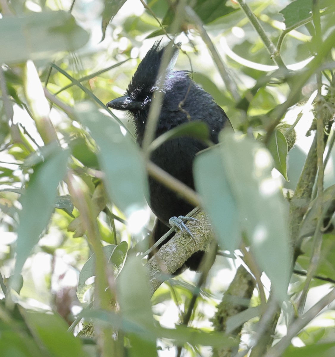 Tufted Antshrike - ML646249582