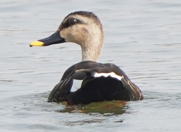 Indian Spot-billed Duck - ML646249587