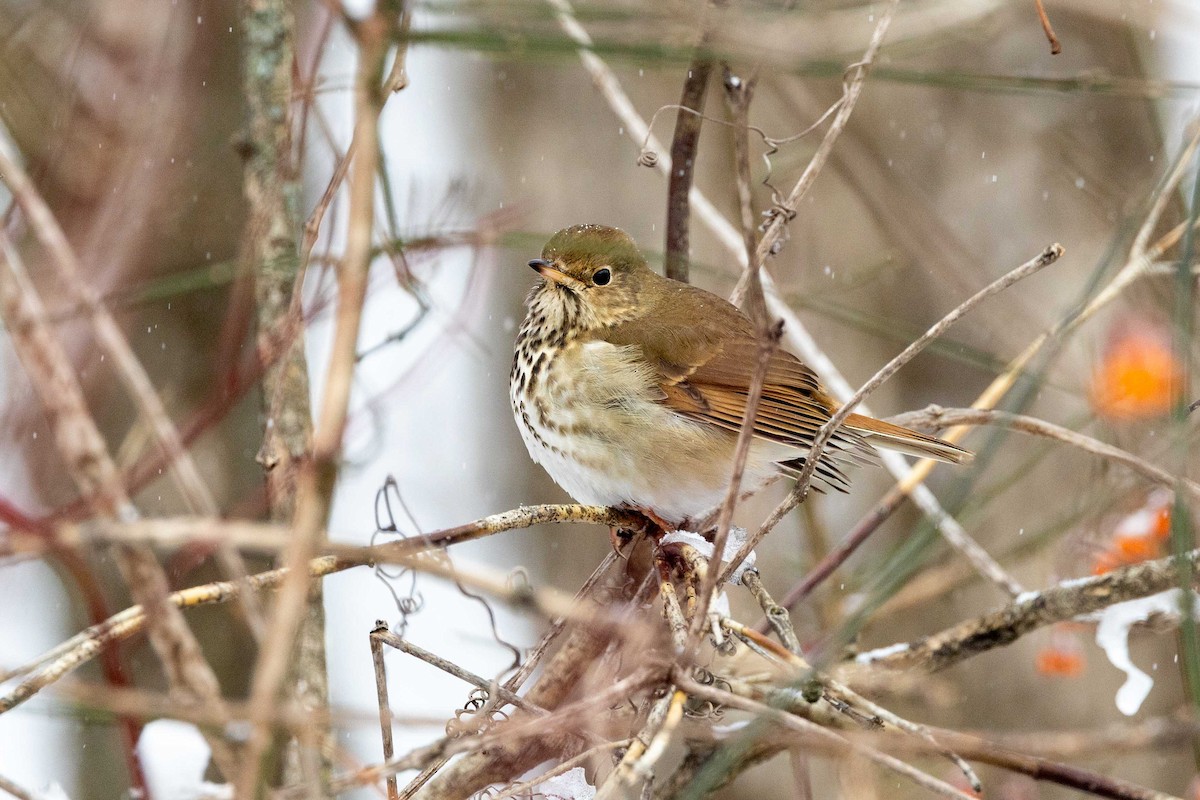 Hermit Thrush - ML646249589