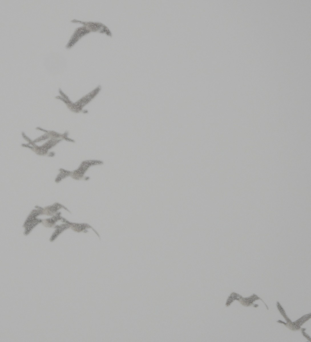 Canada Goose - ML646249590