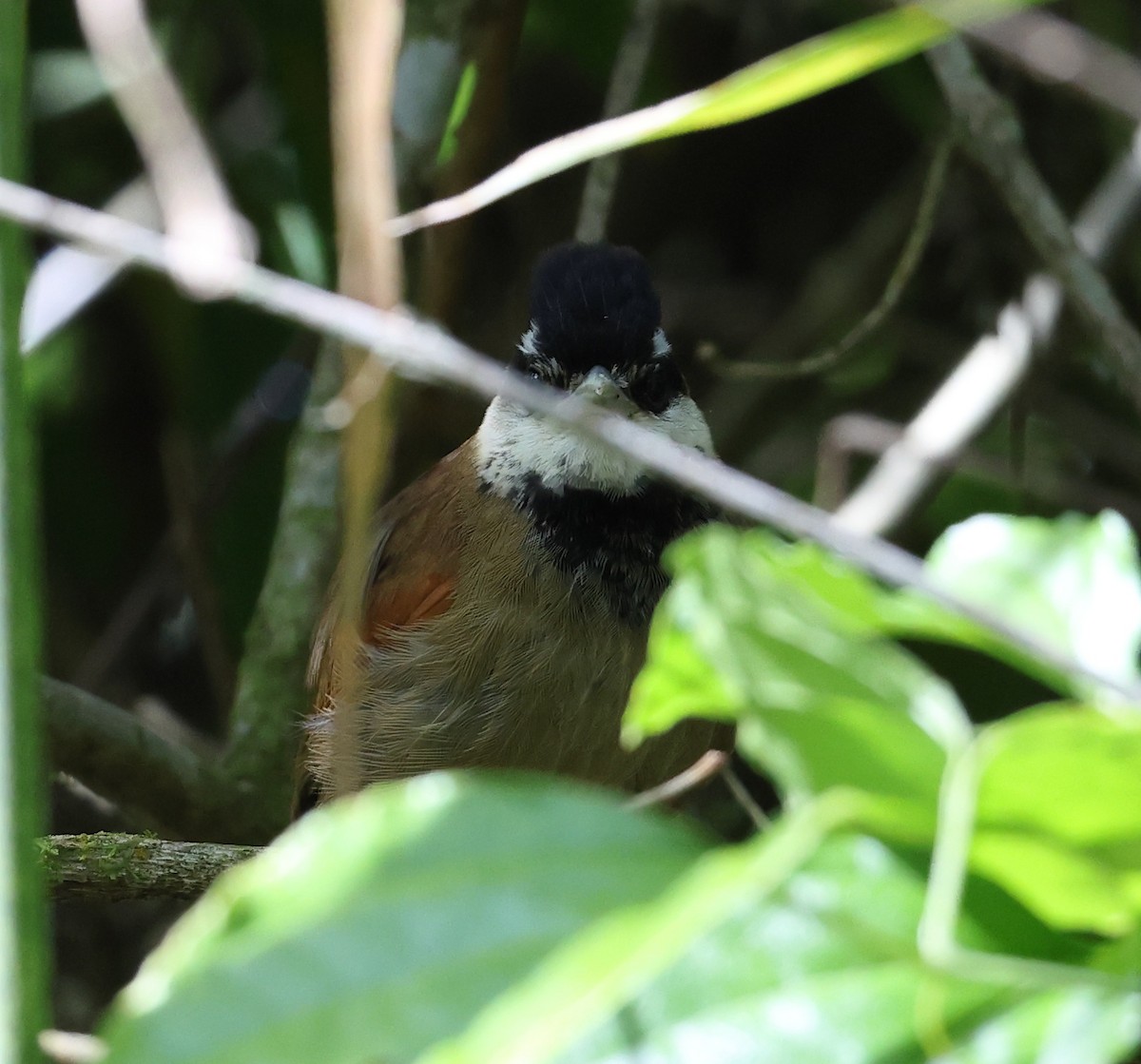 White-bearded Antshrike - ML646249593