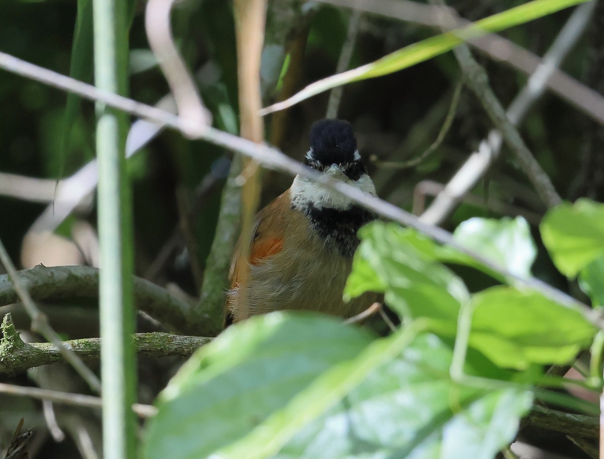 White-bearded Antshrike - ML646249595