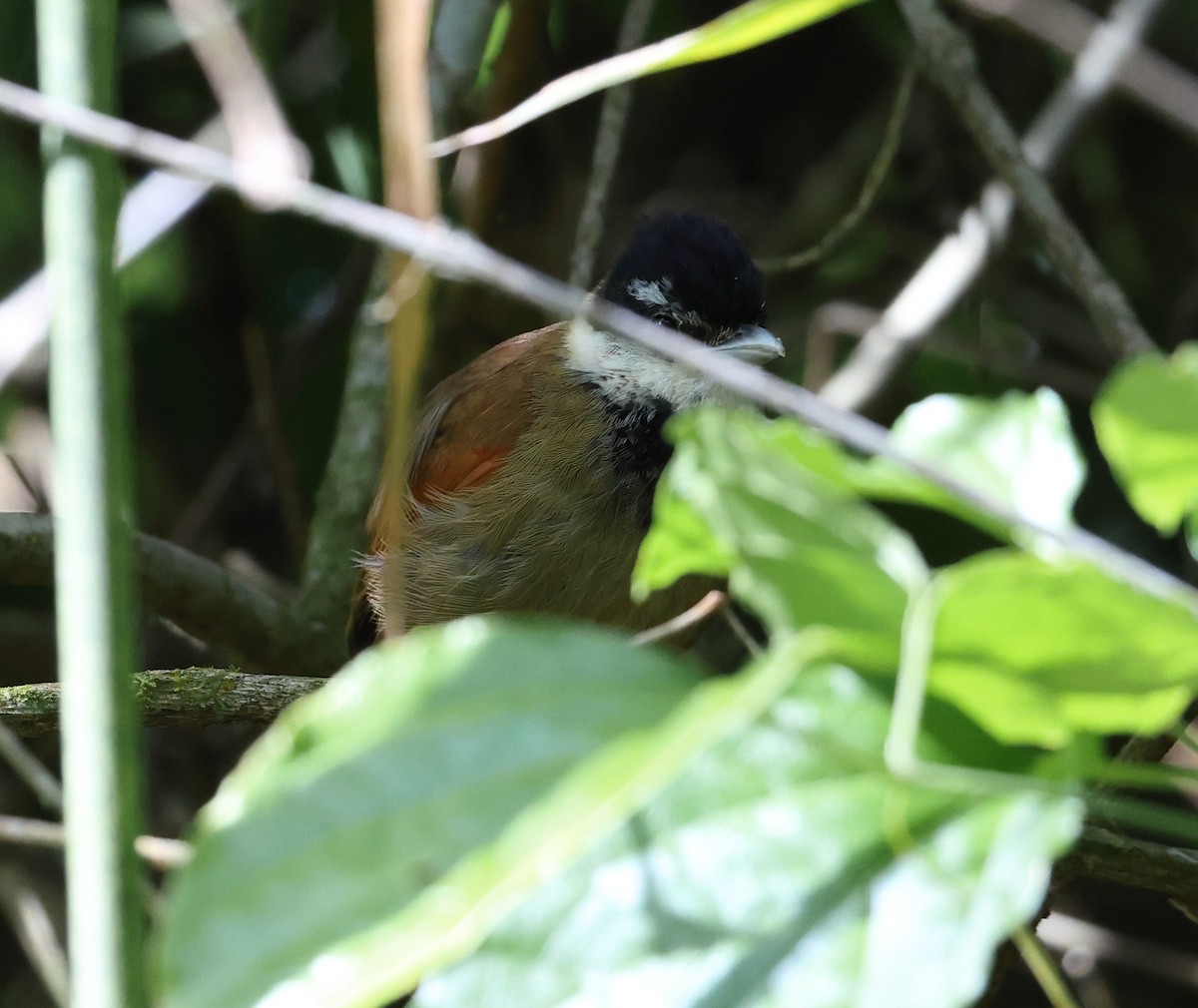 White-bearded Antshrike - ML646249596