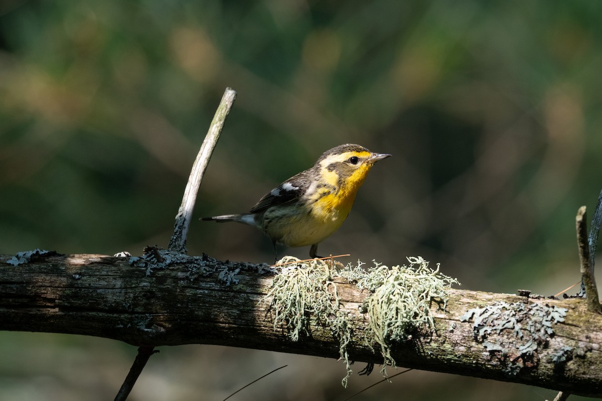 Blackburnian Warbler - ML646249597