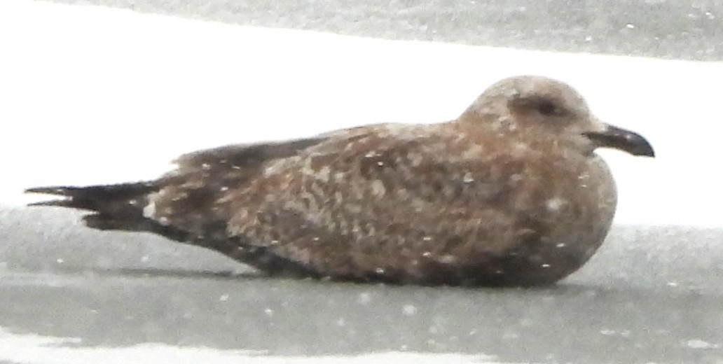 American Herring Gull - ML646249598