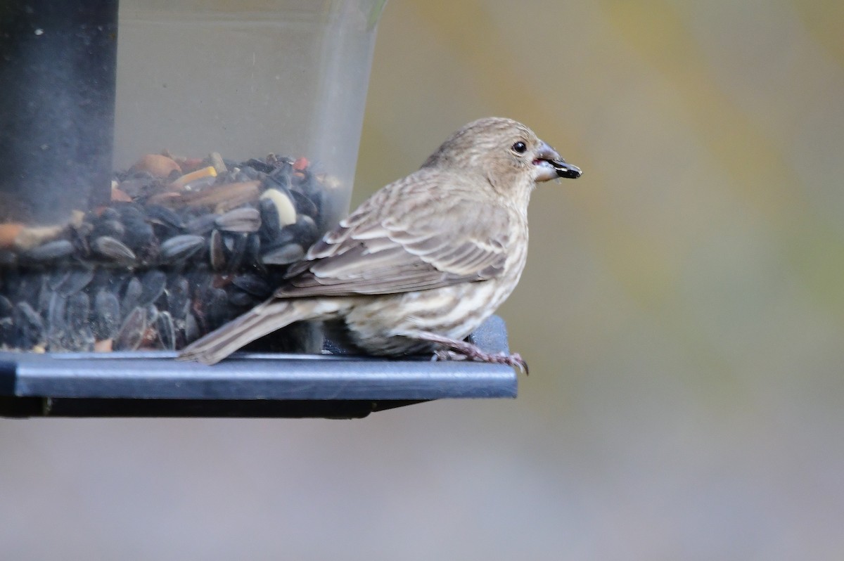 House Finch - ML646249599