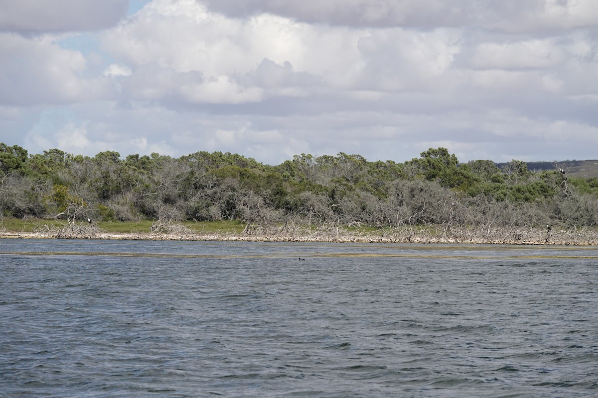 African Fish-Eagle - ML646249608