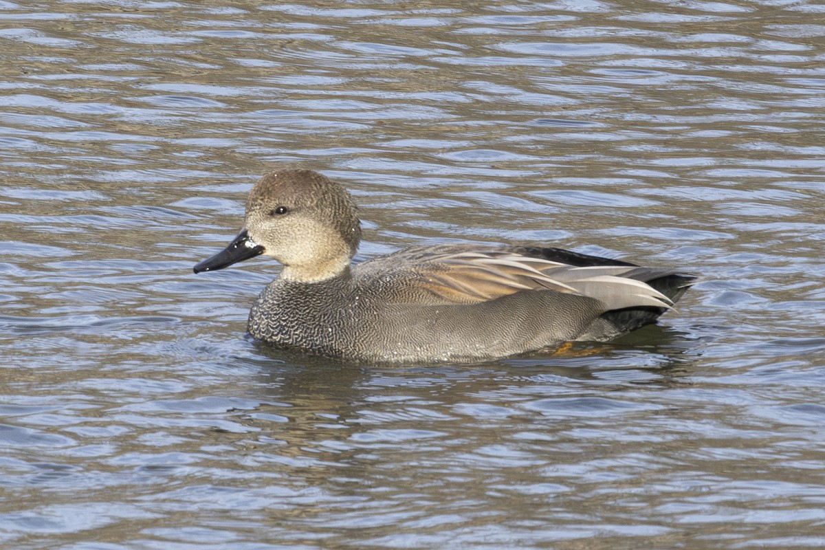 Gadwall - ML646249609
