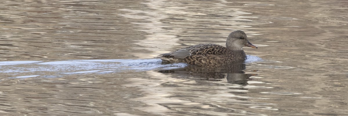 Gadwall - ML646249610