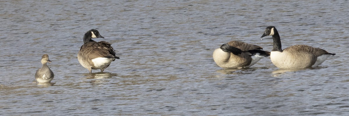 Gadwall - ML646249611