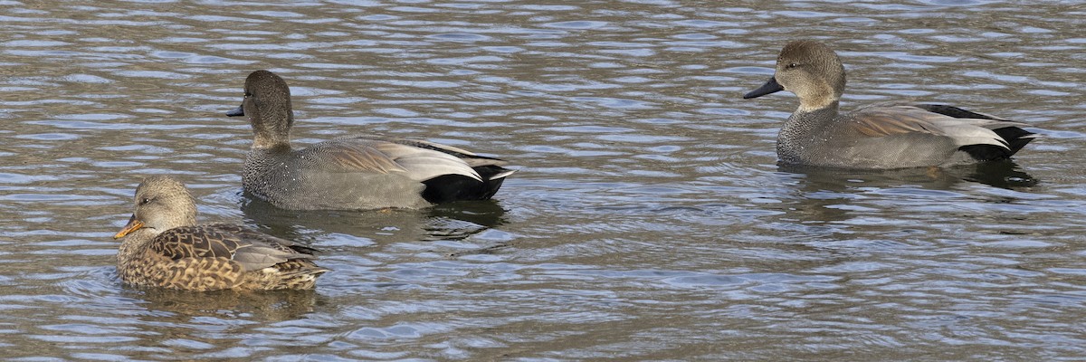 Gadwall - ML646249612