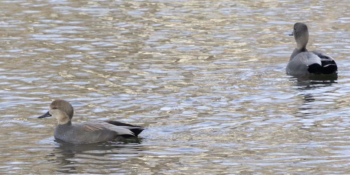 Gadwall - ML646249613
