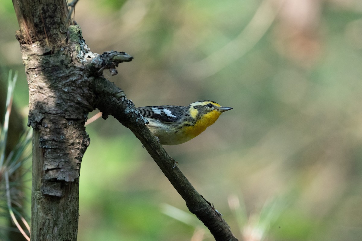 Blackburnian Warbler - ML646249614