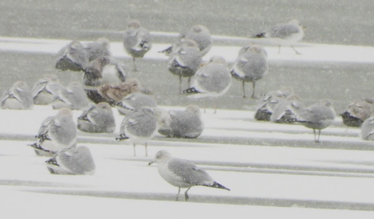 American Herring Gull - ML646249615