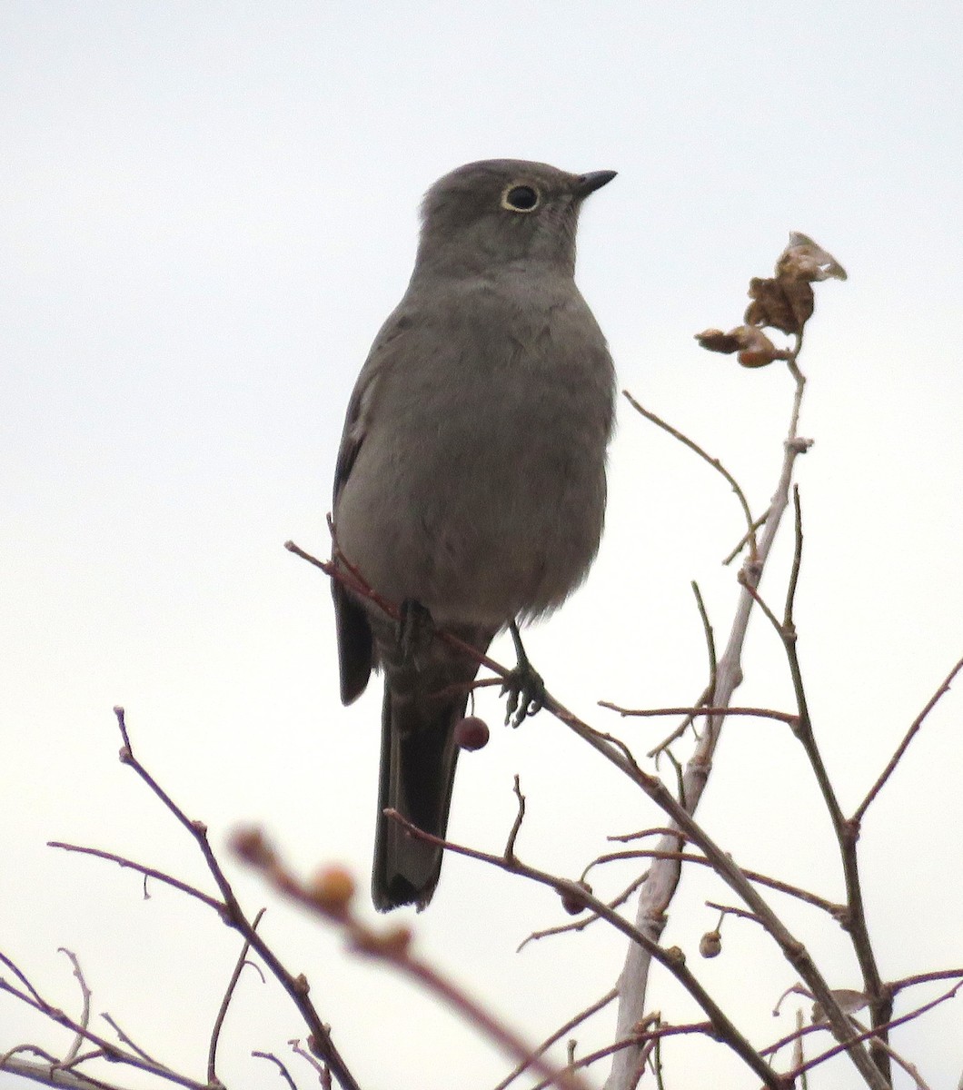 Townsend's Solitaire - ML646249616