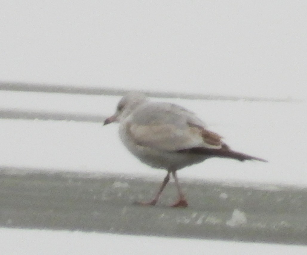 Ring-billed Gull - ML646249618