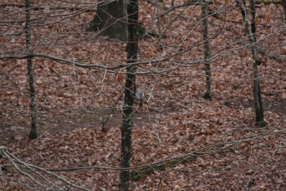Tufted Titmouse - ML646249619
