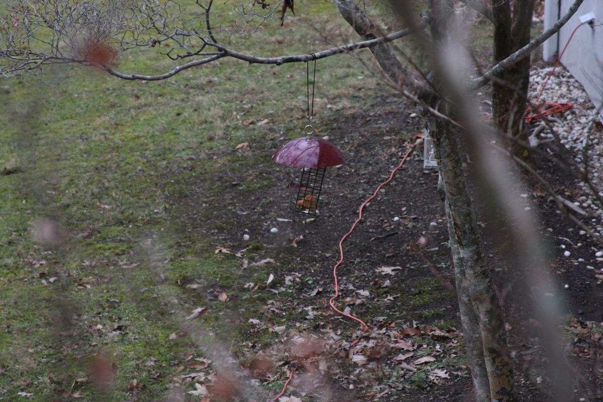 Tufted Titmouse - ML646249620