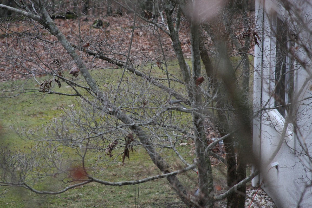 Tufted Titmouse - ML646249621