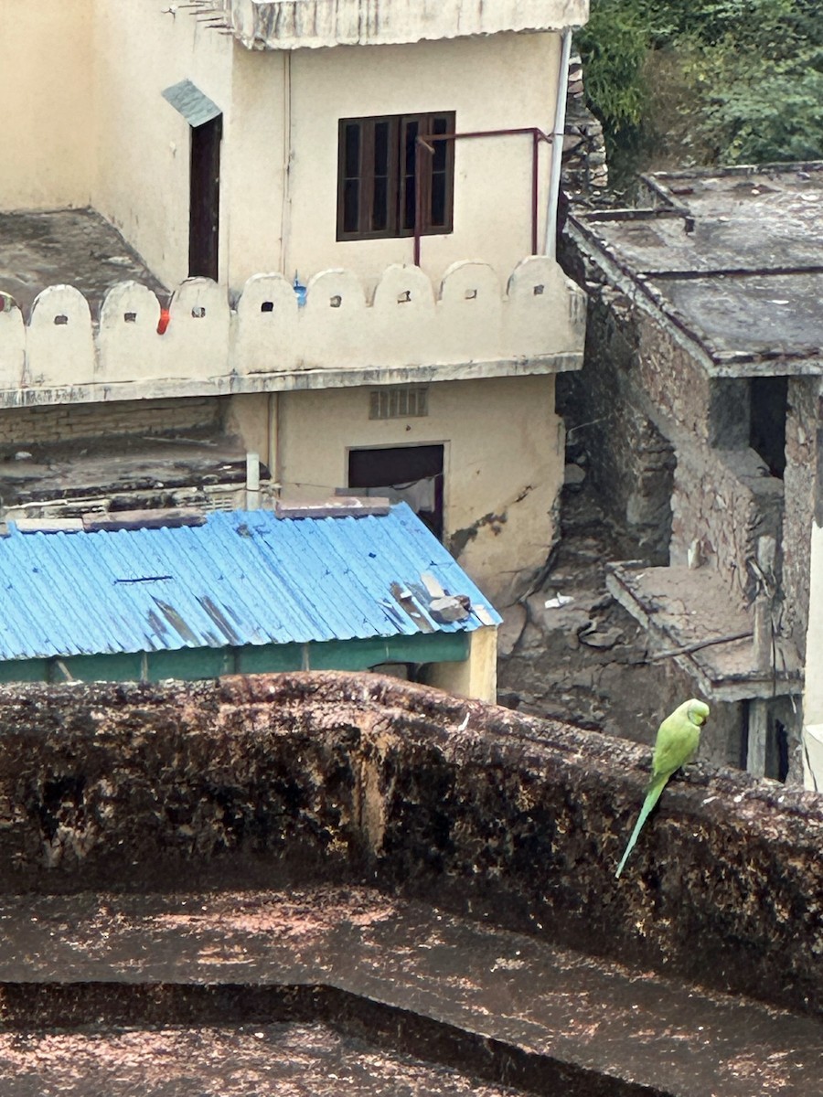 Rose-ringed Parakeet - ML646249624