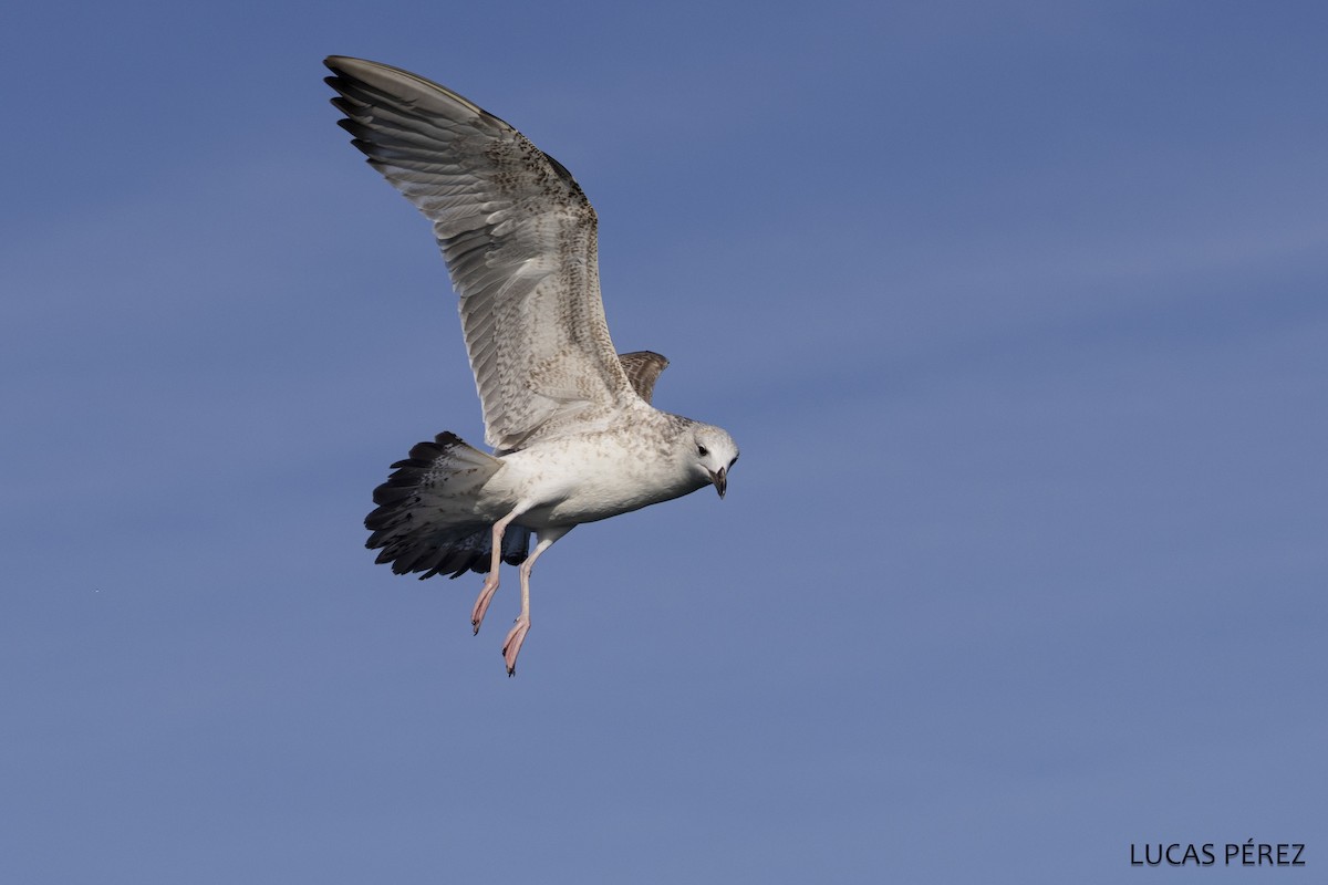 Caspian Gull - ML646249625