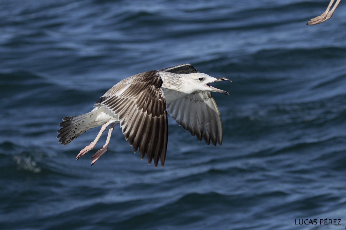 Caspian Gull - ML646249626