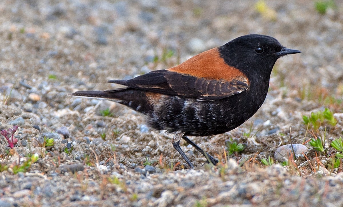 Austral Negrito - ML646249631