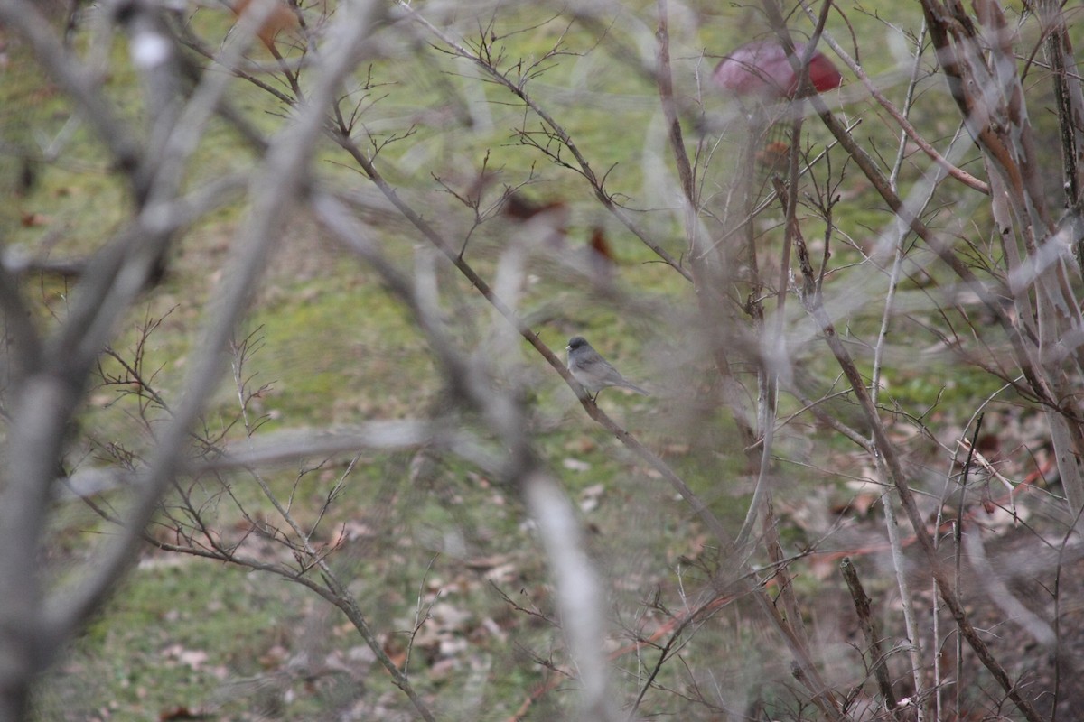 Dark-eyed Junco - ML646249633
