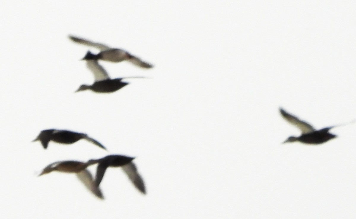 American Black Duck - ML646249634